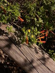 Clinopodium tomentosum