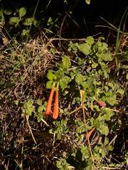 Clinopodium tomentosum