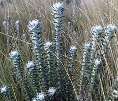 Lasiocephalus ovatus