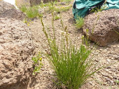 Poa cusickii
