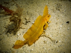 Cristiceps aurantiacus