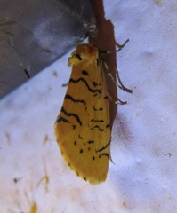 Chrysoecia atrolinea