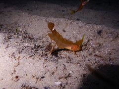 Cristiceps aurantiacus