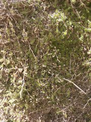 Selaginella peruviana
