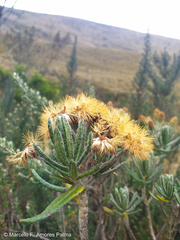 Linochilus rupestris