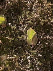 Kalanchoe laxiflora