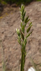 Poa cusickii
