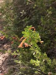 Clinopodium tomentosum
