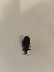 Triatoma