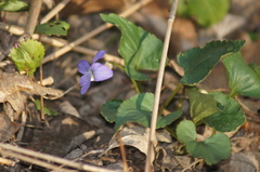 Viola missouriensis