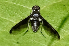 Anthrax argyropygus