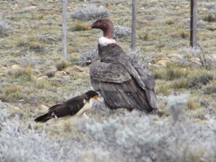 Daptrius albogularis