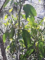 Phoradendron nervosum