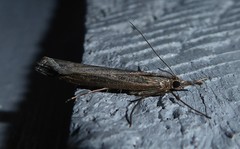 Orocrambus cyclopicus