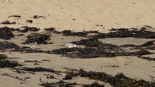 Calidris image
