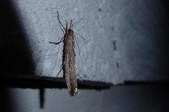 Orocrambus cyclopicus