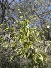 Phoradendron nervosum