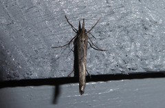 Orocrambus cyclopicus
