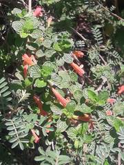 Clinopodium tomentosum
