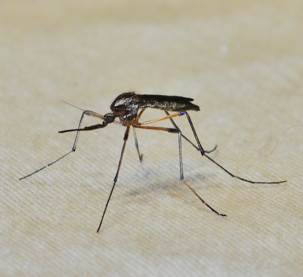 Psorophora