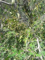 Phoradendron nervosum