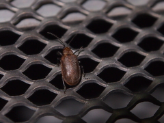 Galerucella grisescens