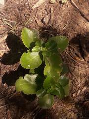 Kalanchoe densiflora