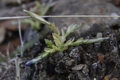 Gentiana prostrata