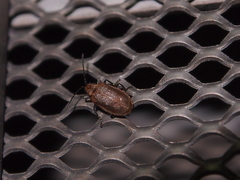 Galerucella grisescens