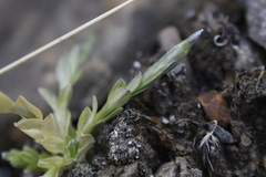 Gentiana prostrata