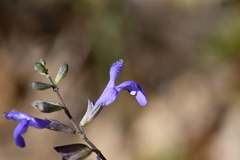 Salvia lycioides