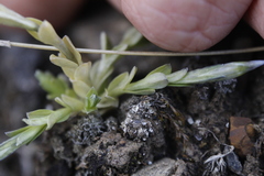 Gentiana prostrata