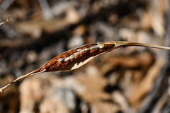 Asclepias texana