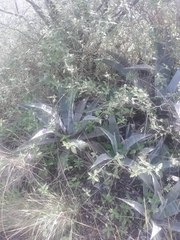 Agave cordillerensis