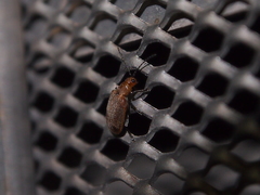 Galerucella grisescens