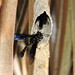 Organ-pipe Mud-dauber Wasp - Photo (c) Cheryl Harleston López Espino, some rights reserved (CC BY-NC-ND)