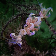Phyllodesmium poindimiei