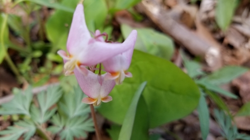 Dicentra cucullaria