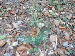 Daucus carota