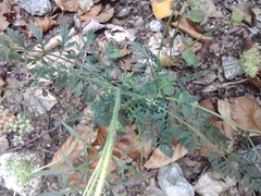 Daucus carota