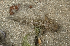 Caffrogobius nudiceps