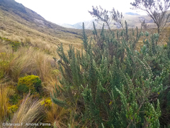 Diplostephium ericoides