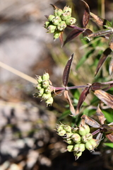 Bouvardia ternifolia