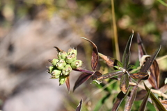 Bouvardia ternifolia