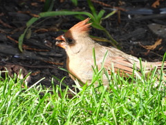 Cardinalis cardinalis
