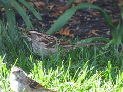 Zonotrichia albicollis