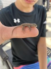 Sceloporus grammicus