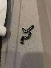 Acronyctodes mexicanaria