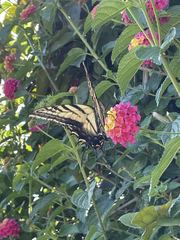 Papilio multicaudata multicaudata