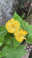 Allowissadula holosericea